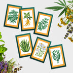 Mini Dazzles™ - Herbs & Medicinal Plants T3