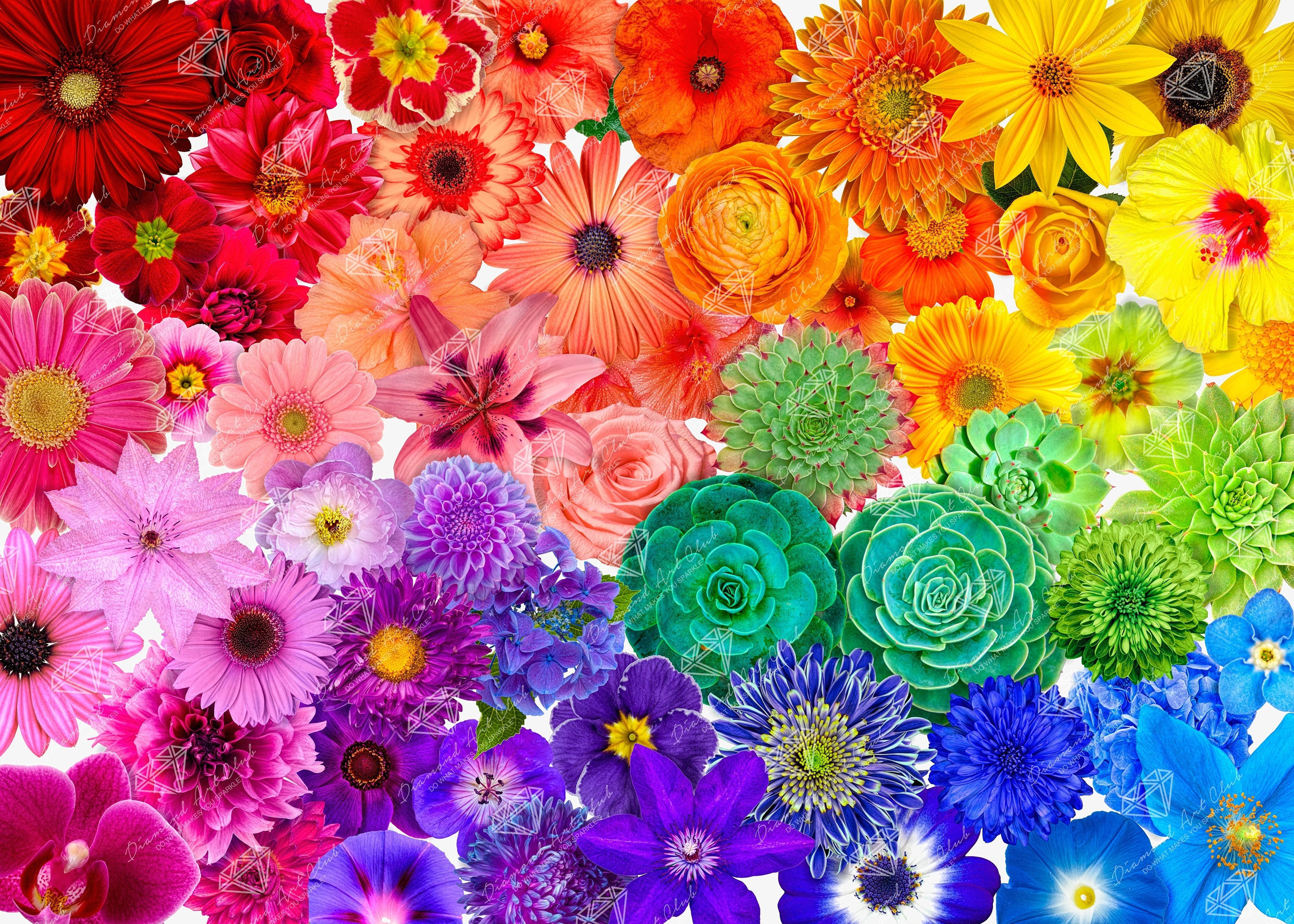 Rainbow Flower Power E6