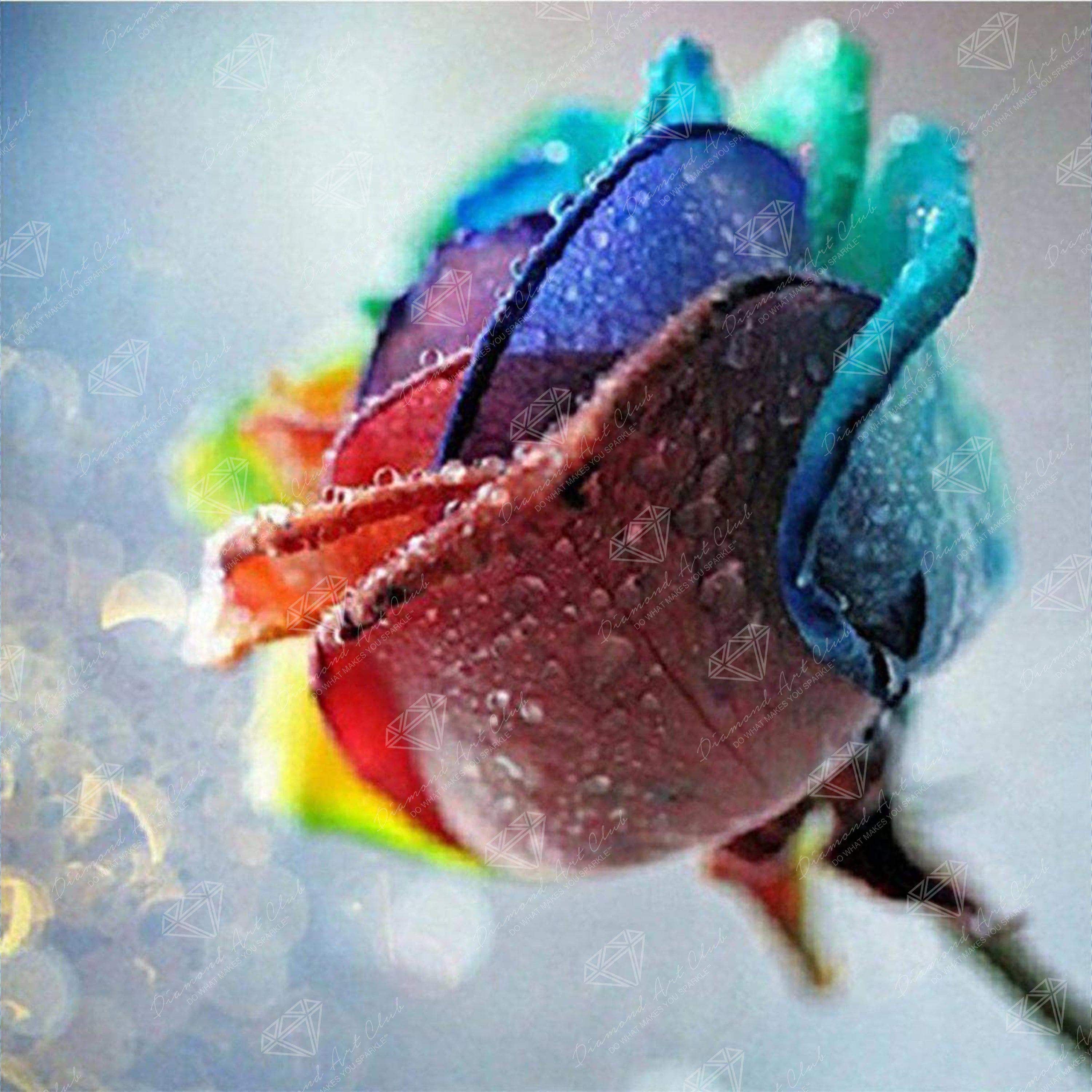 Rainbow Rose X6