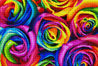 Rainbow Roses D6