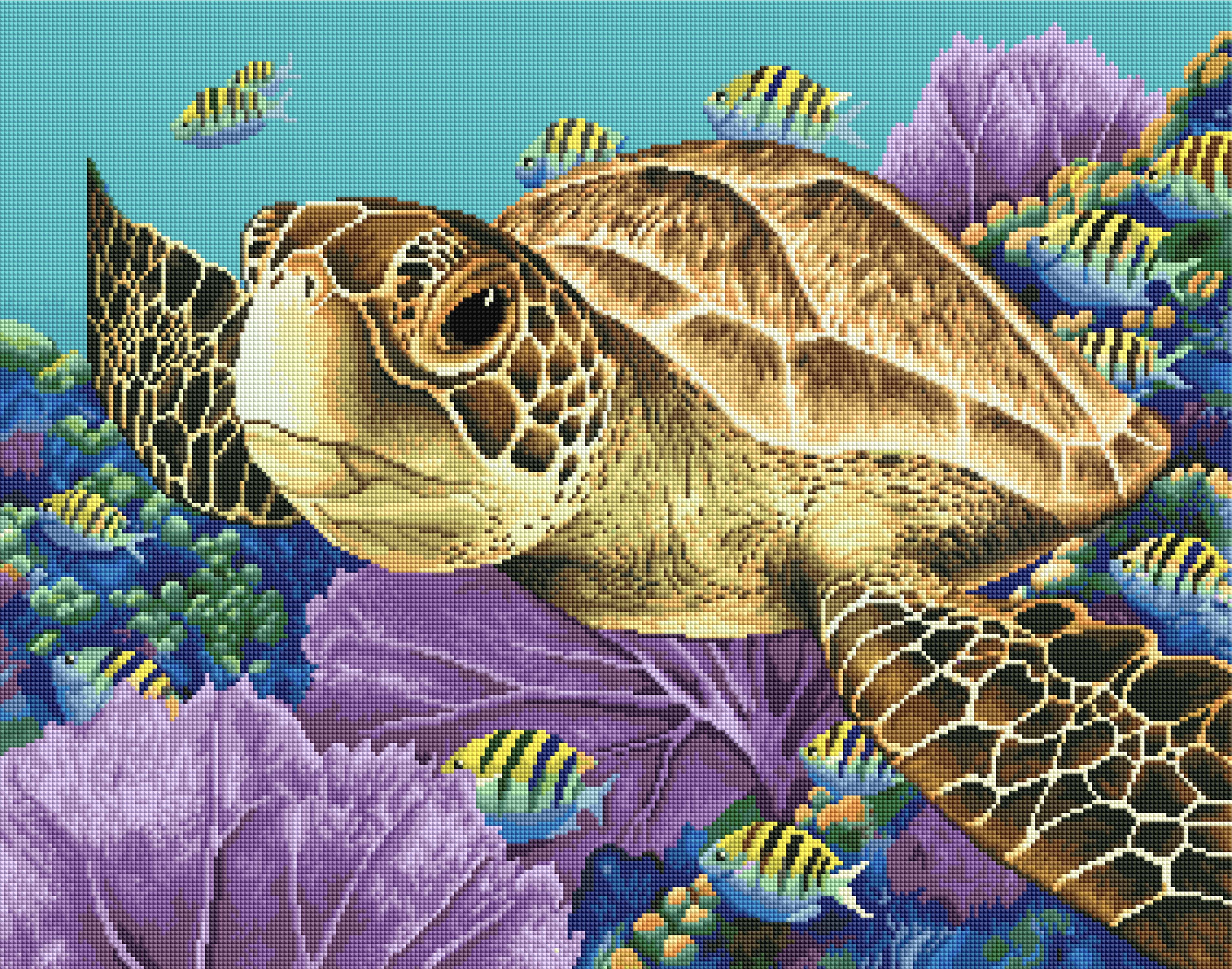 Young Green Sea Turtle B1