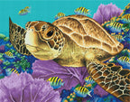 Young Green Sea Turtle J2