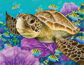 Young Green Sea Turtle B1