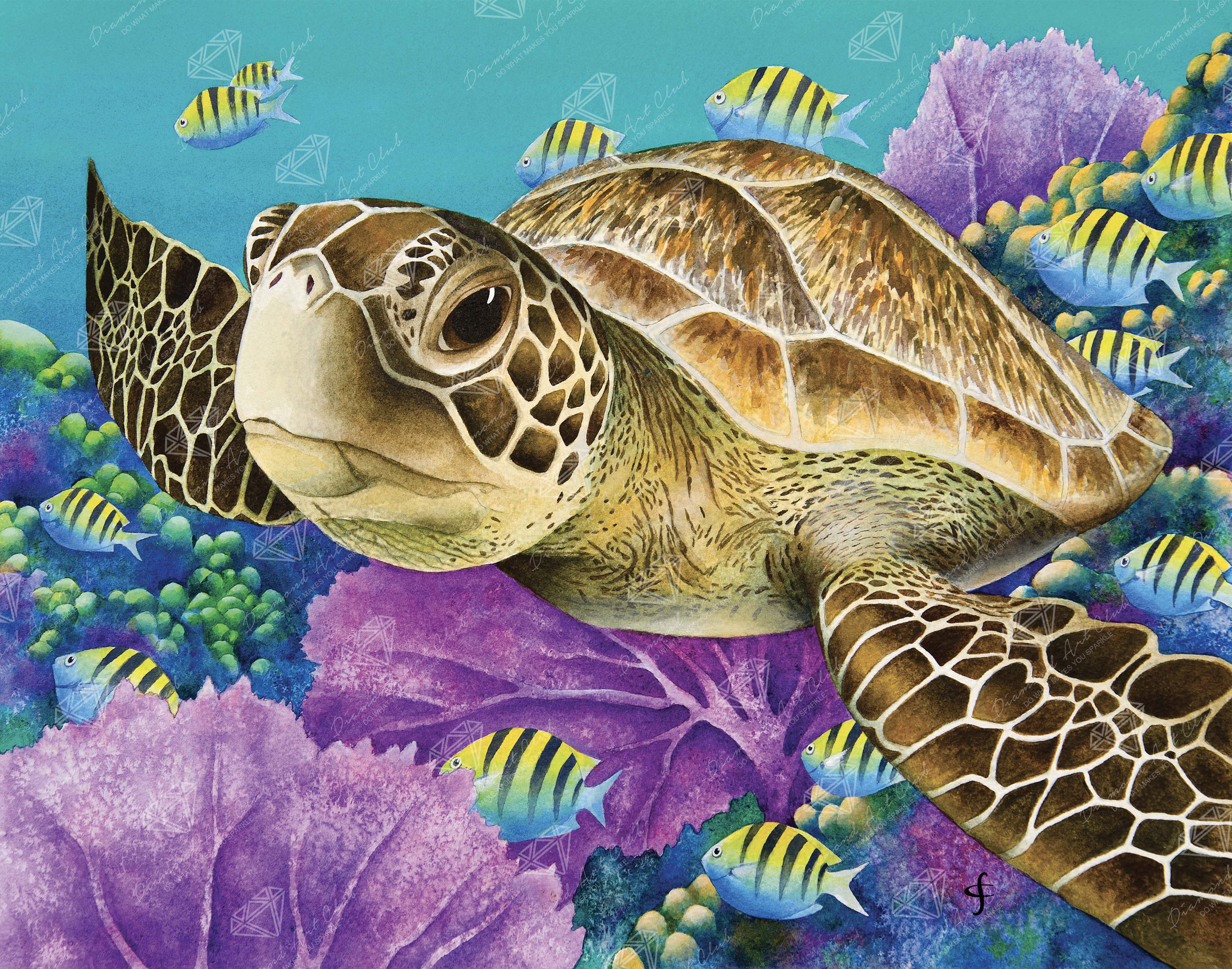 Young Green Sea Turtle B1